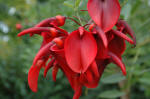 Erythrina flowers